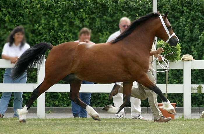 Уэльский пони-коб (секция С), фото фотография лошадь