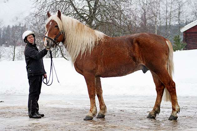Финская лошадь тяжелого типа (тяжеловоз), фото фотография