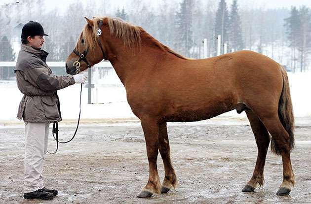 Финский пони, фото фотография лошадь