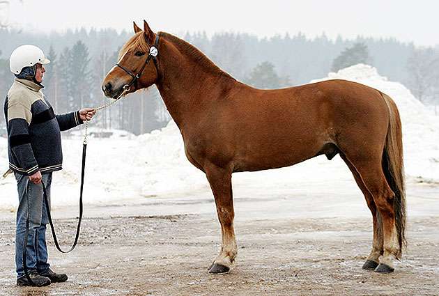 Финский рысак (лошадь), фото фотография