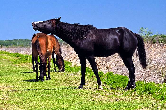 Флоридский крэкер, фото фотография лошади