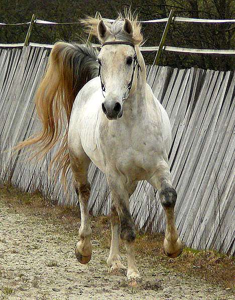 Шагия-араб, фото фотография лошади