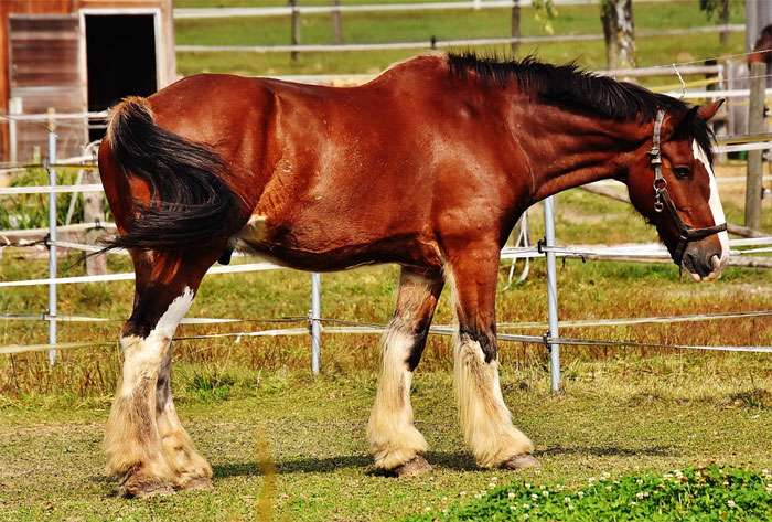 Шайр (лошадь), фото фотография