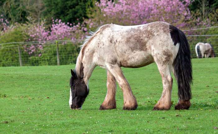 Шайр (лошадь), фото фотография