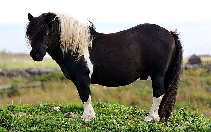 Шетландский пони, фото фотография лошади