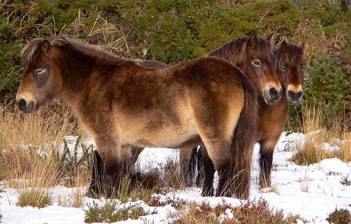 Эксмурский пони, фото фотография лошади
