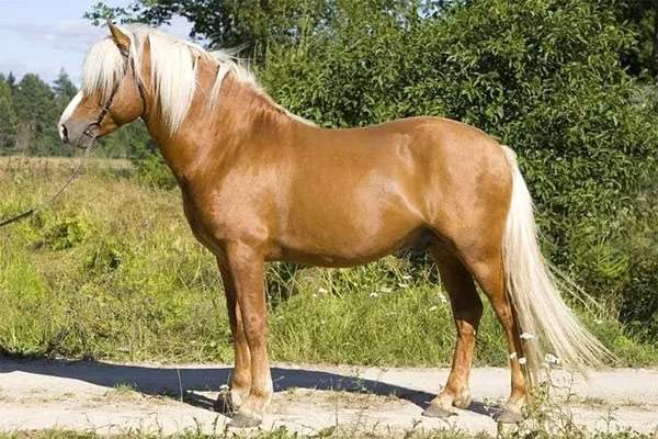 Эстонская лошадь (клеппер), фото фотография