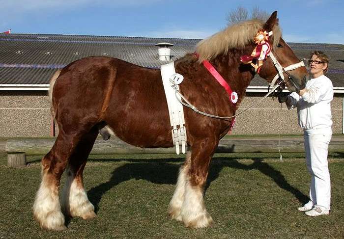 Ютландская лошадь (датская), фото фотография