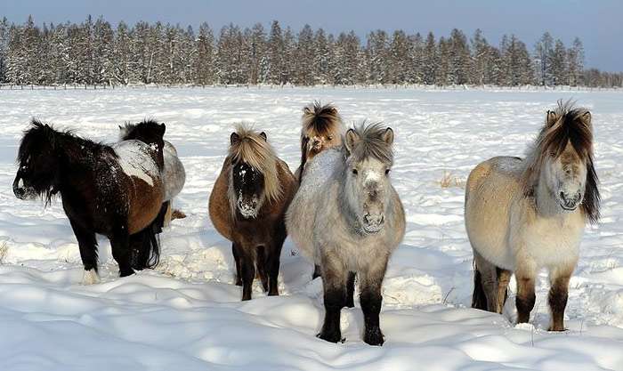 Якутская лошадь, фото фотография