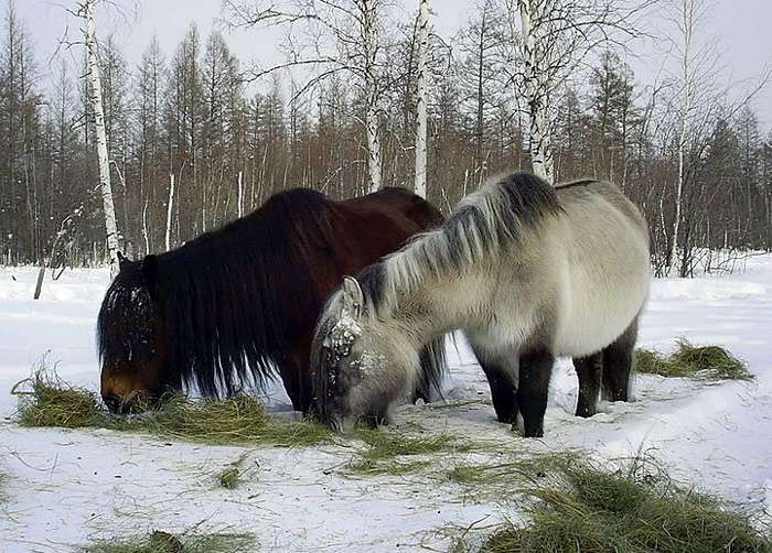 Якутская лошадь, фото фотография