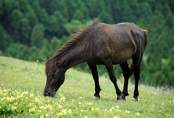 Лошадь мисаки (мисаки ума), фото фотография