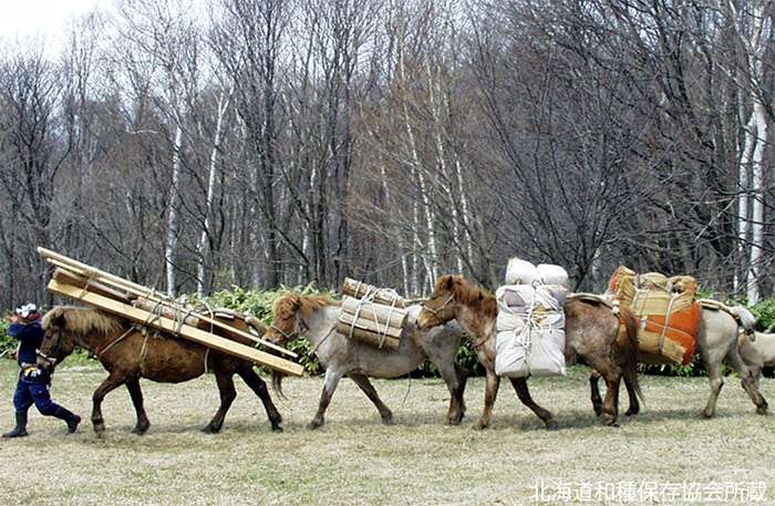 Хоккайдо пони, досанко, фото фотография лошади