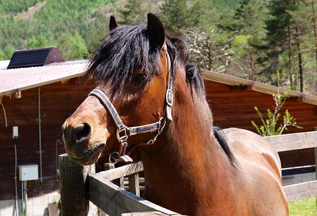 Лошадь кисо (кисо ума), фото фотография
