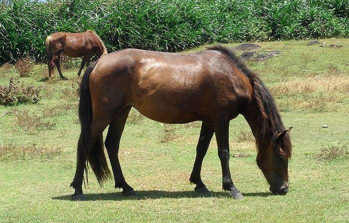 Лошадь йонагуни (йонагуни-ума), фото фотография