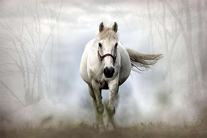 Белая лошадь блуждает в тумане, фото фотография
