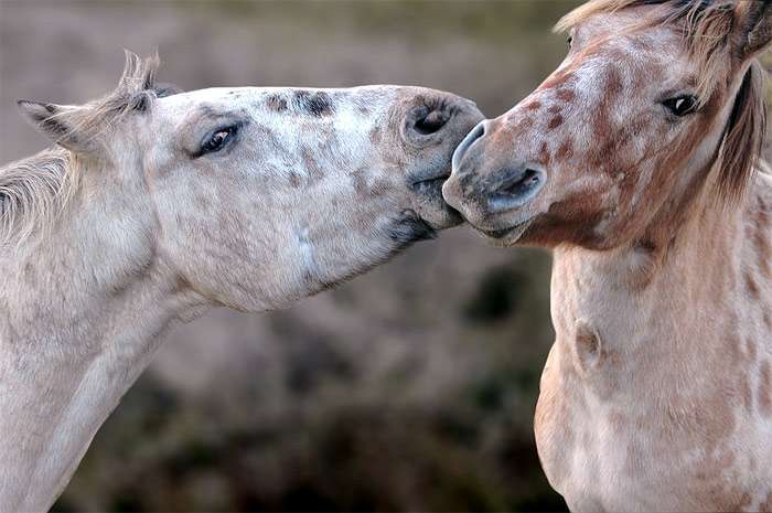 Две лошади обнюхивают друг друга, фото фотография