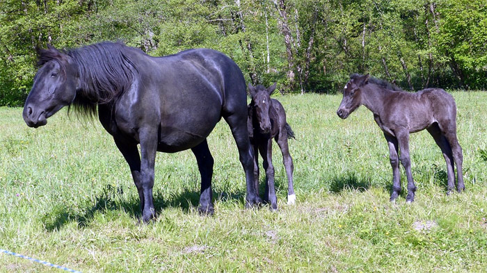 Лошадь матка и два жеребенка, фото фотография