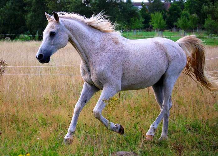 Белая лошадь, фото фотография