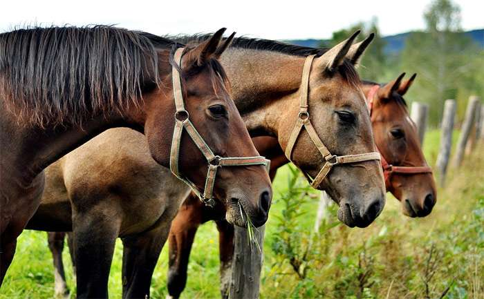 Три лошади жующие траву, фото фотография