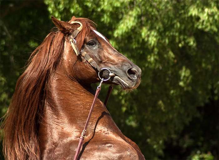 Гнедая арабская лошадь, фото фотография
