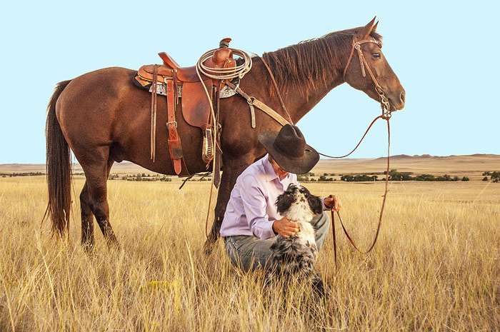 Лошадь, всадник и собака, фото фотография