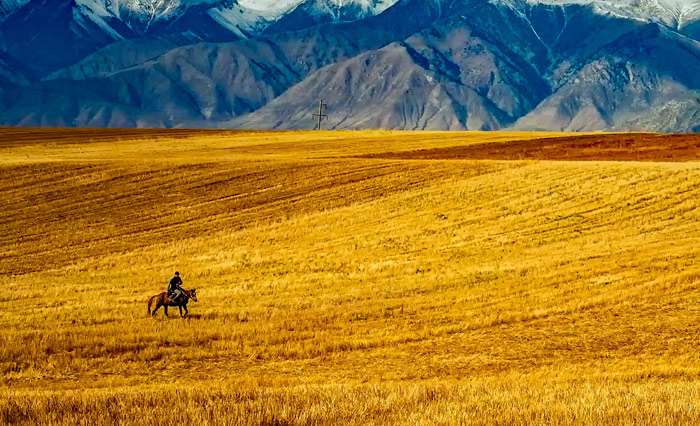 Лошадь под всадником бежит по желтому лугу, фото фотография