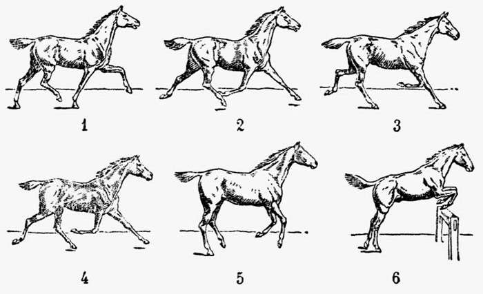Схема движения конечностей лошади на рыси, черный рисунок картинка
