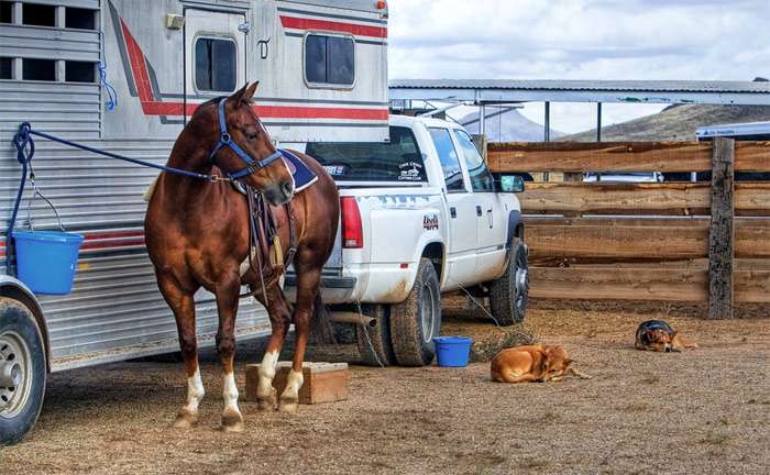 Лошадь стоит около автомобиля для перевозки лошадей, фото фотография