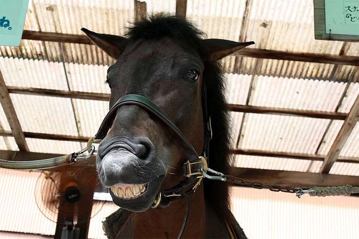 Лошадь показывает зубы, фото фотография