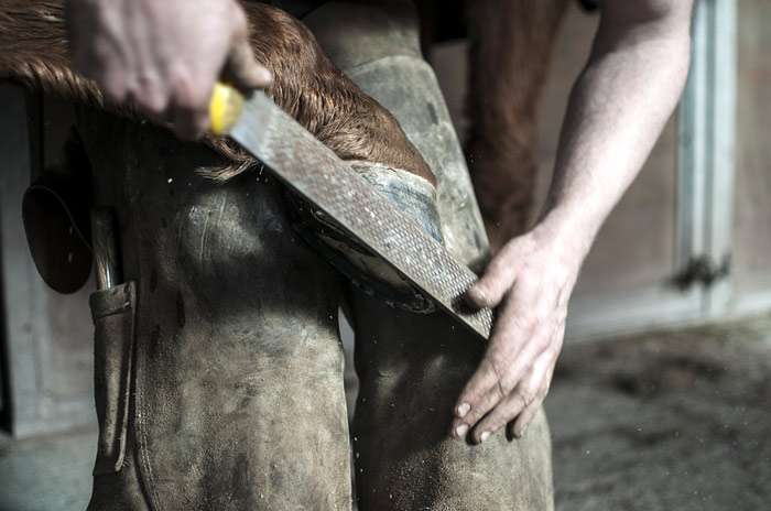 Обработка копыт лошади напильником, фото фотография