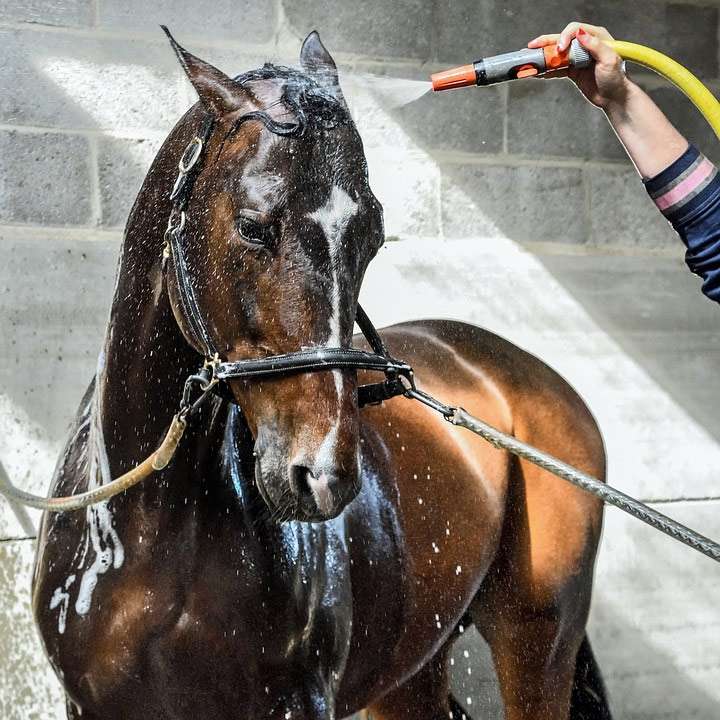 Мытье купание лошади, фото фотография