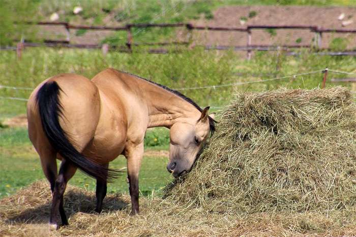 Лошадь ест сено, фото фотография