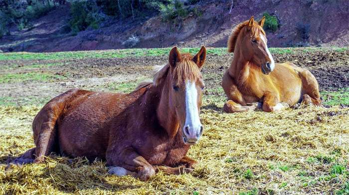 Лошадь и жеребенок-подросток лежат на сене, фото фотография