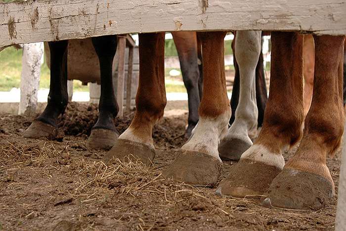 Ноги лошадей, фото фотография