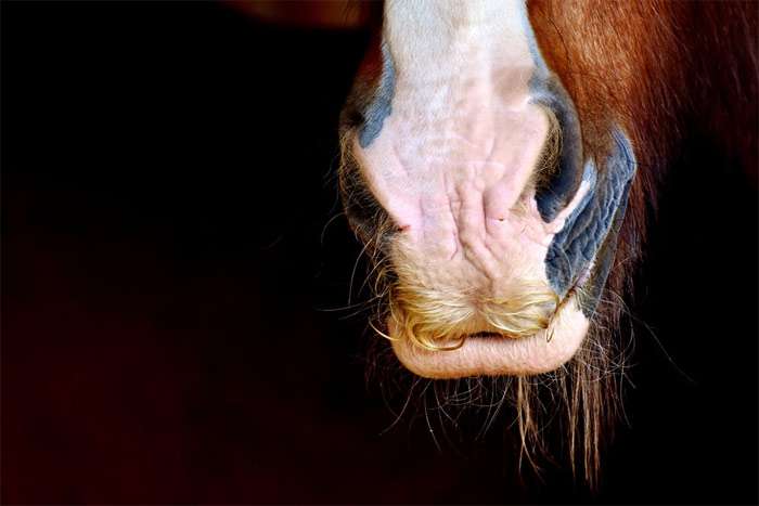 Губы, рот, ноздри лошади, фото фотография