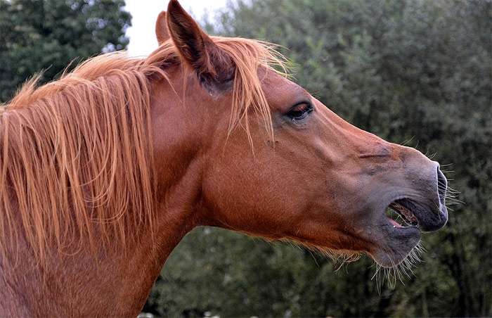 Голова рыжей лошади, фото фотография