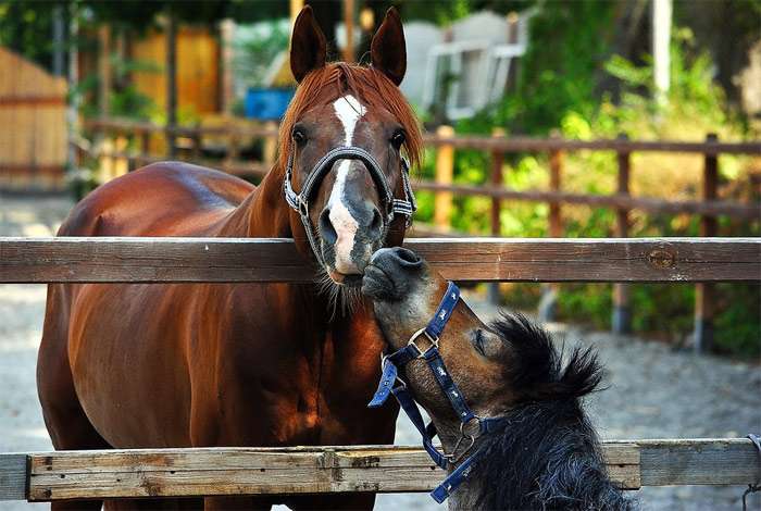 Пони целует лошадь, фото фотография