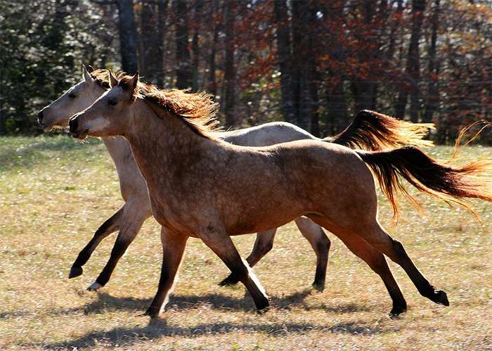 Две лошади бегут галопируют, фото фотография