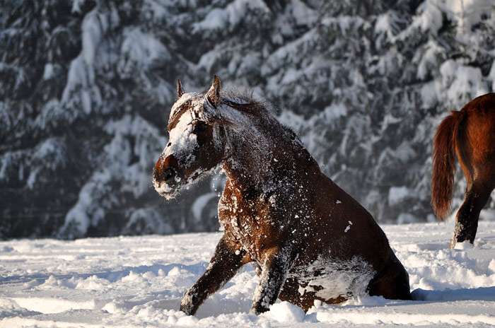Лошадь валяется в снегу, фото фотография 