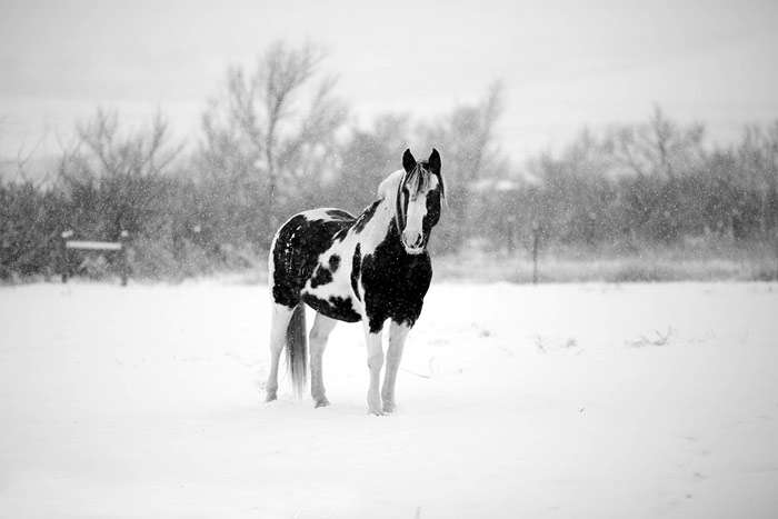 Черно-белая лошадь гуляет в снегопад, фото фотография 