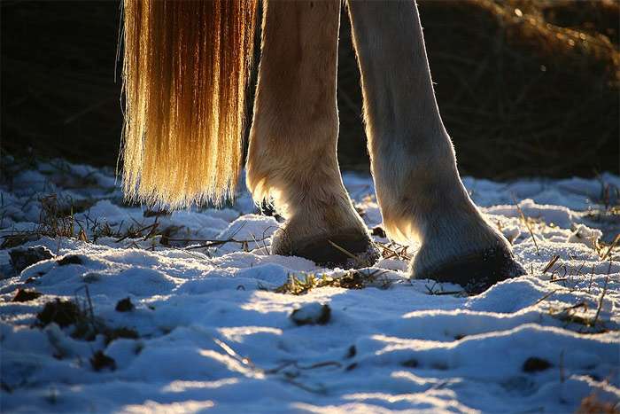 Ноги лошади, копыта лошади в снегу, фото фотография