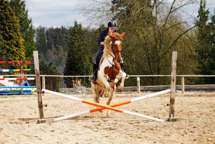 Обучение лошади преодолевать препятствия прыжкам, фото фотография
