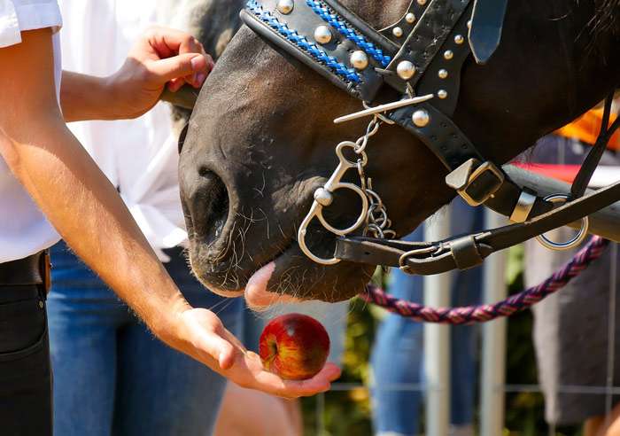 Рука протягивает лошади яблоко, фото фотография