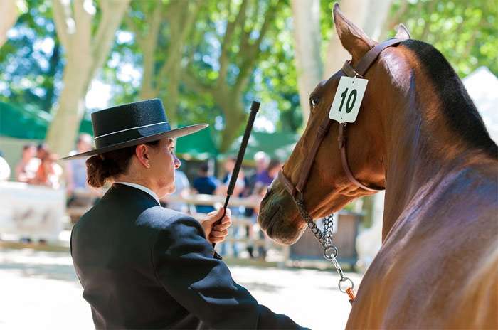 Соревнования по выездке лошадей, фото фотография