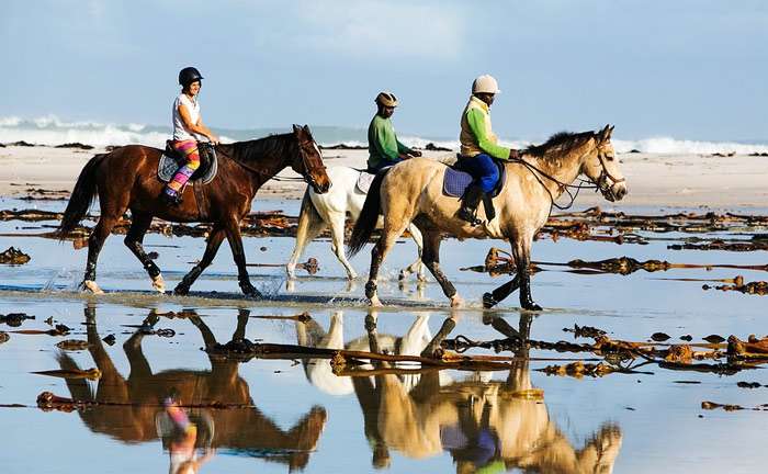 Три лошади везут людей по берегу моря, фото фотография