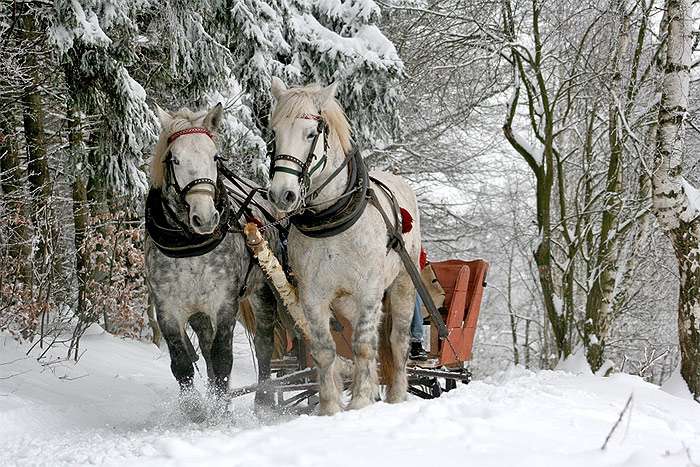Две белые лошади впряженные в сани, фото фотография