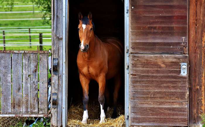 Лошадь отказывается не хочет выходить из конюшни, фото фотография