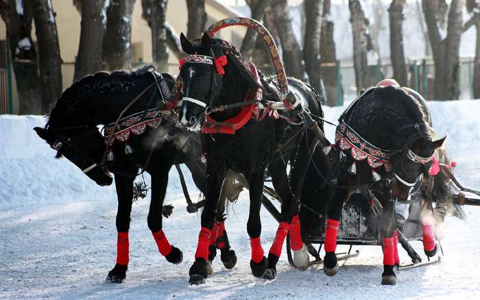 Тройка черных лошадей впряженных в сани, фото фотография