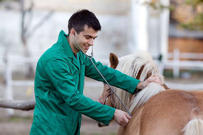 Ветеринарный врач слушает легкие лошади, фото фотография