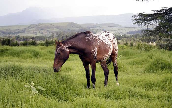 Лошадь пинто пасется на лугу, фото фотография